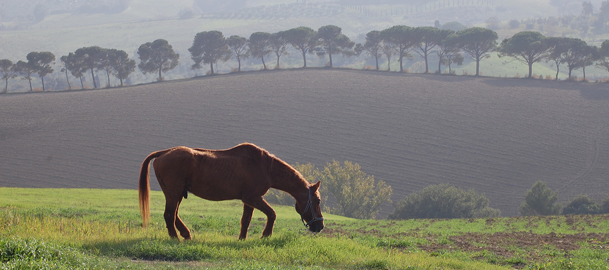 pillole buddhismo maya