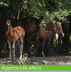 cavalli img bt rollover