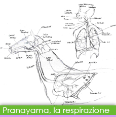respirazione img bt rollover